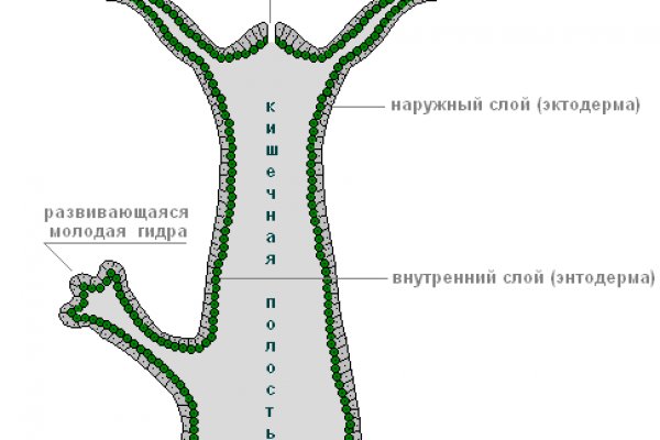 Kraken настоящая ссылка