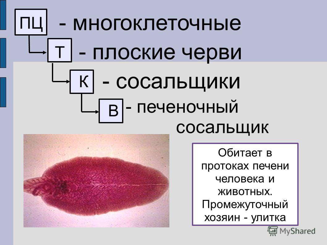 Кракен через впн
